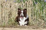 BORDER COLLIE 441